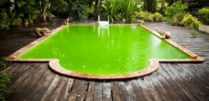 How to get algae out of pool without a vacuum